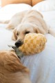 Lambwolf zabawka węchowa dla psa Ananas z piłką